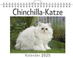 Chinchilla-Katze