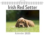 Irish Red Setter