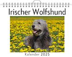 Irischer Wolfshund