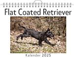 Flat Coated Retriever