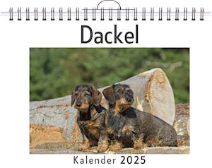 Dackel