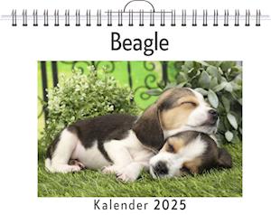 Beagle