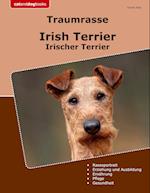 Traumrasse Irish Terrier