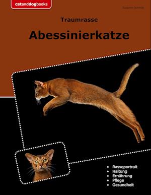 Traumrasse Abessinierkatze