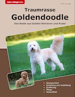 Traumrasse Goldendoodle