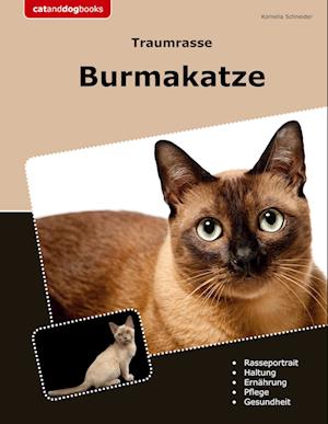 Traumrasse Burmakatze