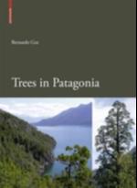 Trees in Patagonia
