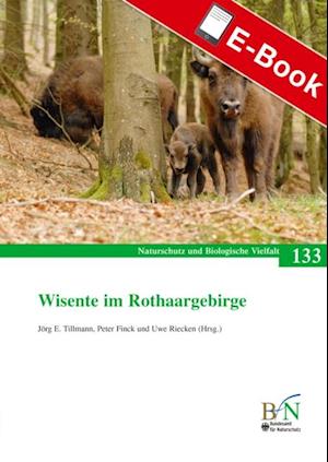 Wisente im Rothaargebirge