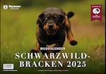 Schwarzwildbracken 2025