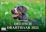 Deutsch Drahthaar 2025