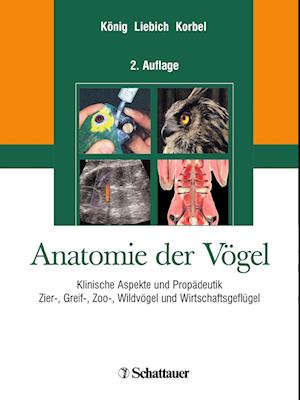 Anatomie der Vögel