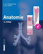 Anatomie