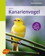 Mein Kanarienvogel zu Hause