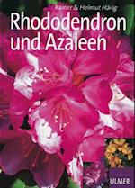 Rhododendron und Azaleen