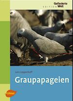 Graupapageien