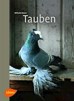 Tauben