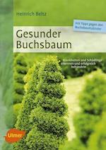 Gesunder Buchsbaum