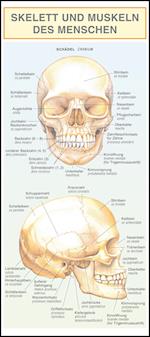 Skelett und Muskeln des Menschen.
