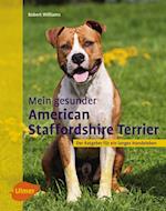 Mein gesunder American Staffordshire Terrier