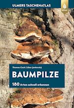 Baumpilze