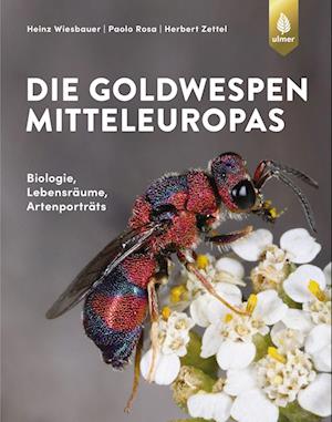 Die Goldwespen Mitteleuropas