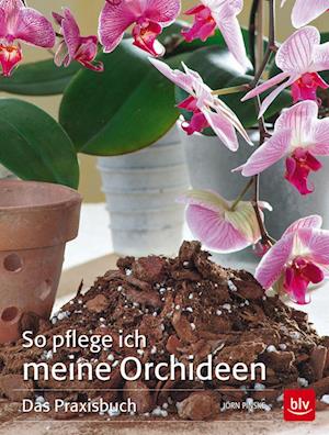 So pflege ich meine Orchideen