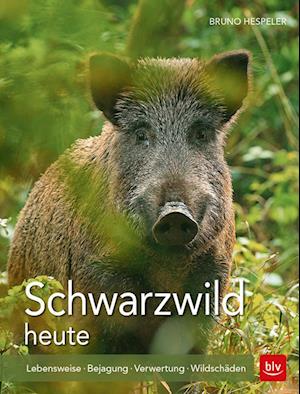 Schwarzwild heute