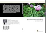 Biosynthesis of Morphine in Mammals