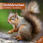 Eichhörnchen Kalender 2025 - 30x30