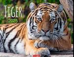 Tiger Kalender 2025