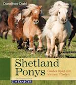 Shetlandponys