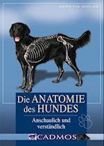 Die Anatomie des Hundes