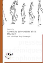 Asymétrie et courbures de la clavicule