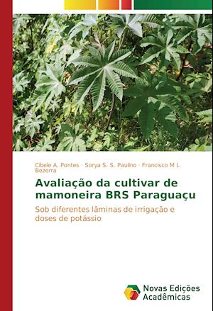 Avaliacao Da Cultivar de Mamoneira Brs Paraguacu
