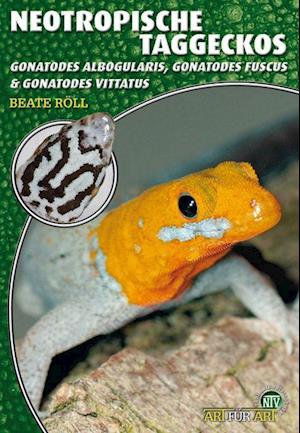 Neotropische Taggeckos