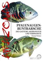 Pfauenaugen-Buntbarsche