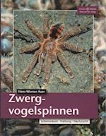 Zwergvogelspinnen