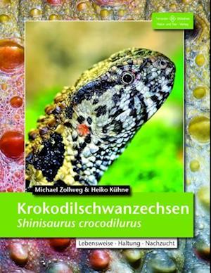 Krokodilschwanzechse