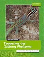 Taggeckos der Gattung Phelsuma