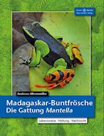 Madagaskar-Buntfrösche