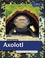 Axolotl