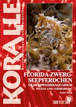 Florida-Zwergseepferdchen im Meerwasseraquarium