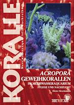 Acropora-Geweihkorallen im Meerwasseraquarium