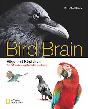 Bird Brain