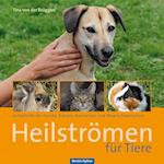 Heilströmen für Tiere