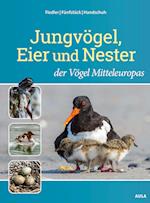 Jungvögel, Eier und Nester der Vögel Mitteleuropas