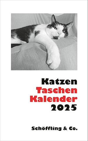 Katzen Taschenkalender 2025