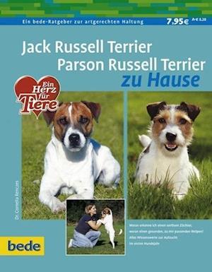 Jack Russel Terrier. Parson Russel Terrier zu Hause