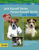 Jack Russel Terrier. Parson Russel Terrier zu Hause