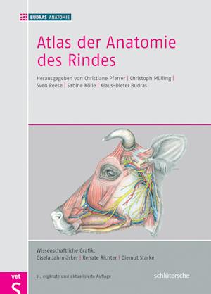 Atlas der Anatomie des Rindes